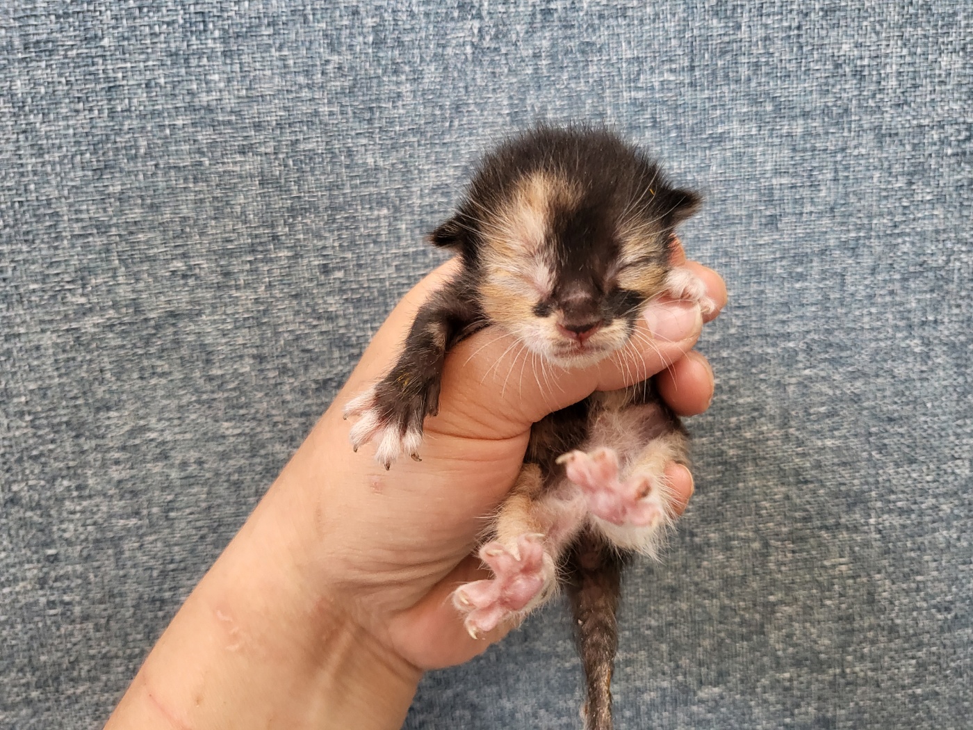 [고양이] 한국 고양이 경기-안산-2025-00400 유기동물 배경 이미지 입니다.
